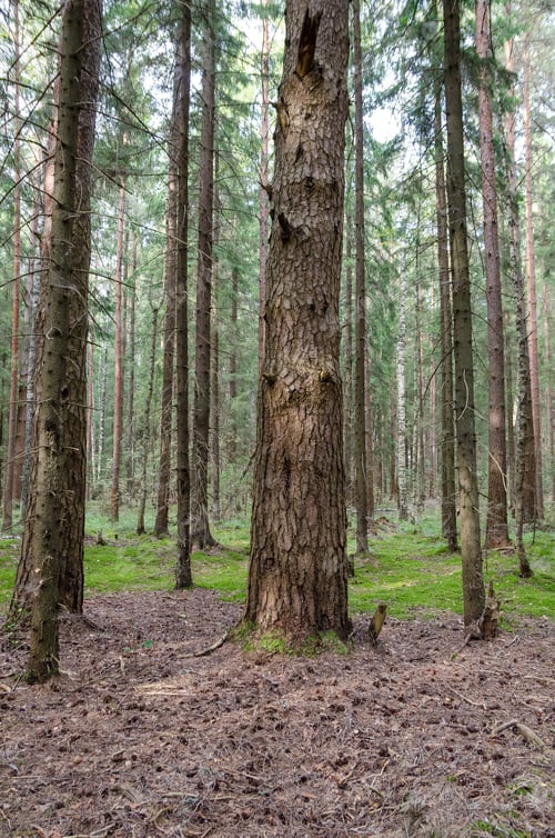 Preview: Beautiful Mysterious Russian Pine Forest With Green Moss Litter On Autumn Day