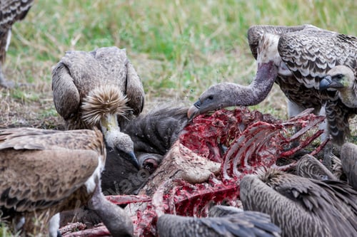 Preview: Vultures Feed On Wildebeest Carcass In The Maasai Mara National Park, Kenya, East-Africa