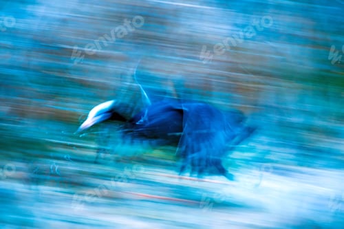 Preview: Flying Bird. Motion Blur Nature Background.
