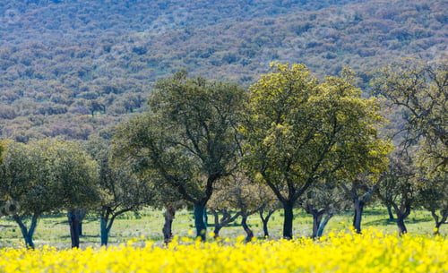 Preview: Mediterranean Forest In Sierra De San Pedro Mountain Range Of Caceres Province In Extremadura