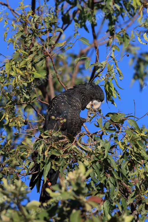 Preview: Red-Tailed Black Cockatoo (Calyptorhynchus Banksii) Queensland ,Australia