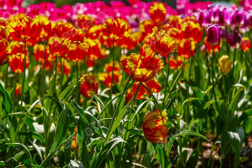 Preview: Colorful Tulips In Spring Garden