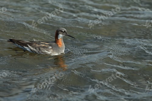 Preview: Red-Necked Phalarope (Phalaropus Lobatus) Iceland