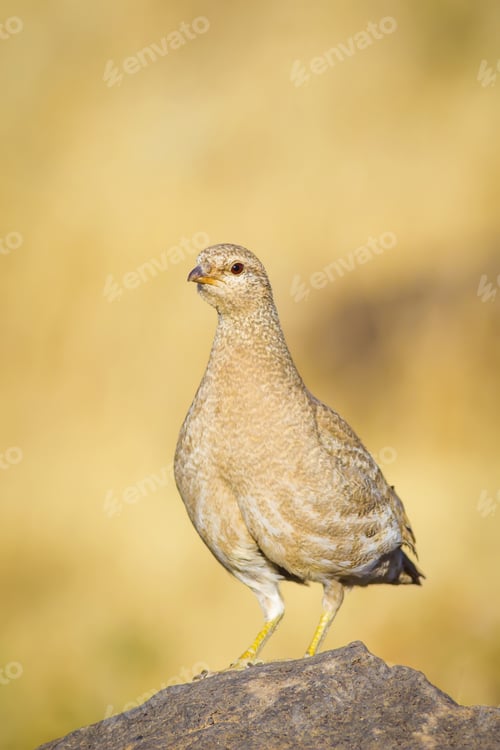 Preview: Partridge. Yellow Nature Background. Bird: See See Partridge. Ammoperdix Griseogularis.