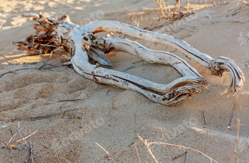 Preview: Dry Tree With Dry Roots In The Sand