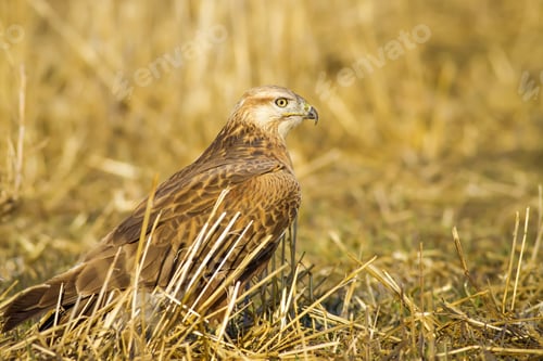 Preview: Wild Bird Buzzard And Dry Grass Long-Legged Buzzard / Buteo Rufinus