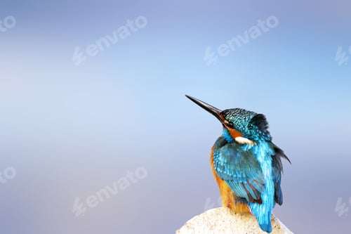 Preview: Colorful Bird Kingfisher. Isolated Bird. Blue Background. High Detail And Resolution. Bird: Common