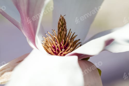 Preview: Magnolia - Beautiful Flowers With Details