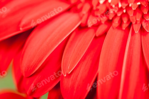 Preview: Gerbera Jamesonii - Beautiful Flower With Detalis