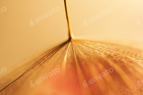 Preview: Macro, Abstract Composition With Dandelion Seed