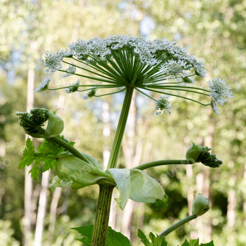 Preview: Heracleum Sosnowskyi Is Apoisonous Plant, Commonly Known As Giant Hogweed, Cartwheel-Flower, Giant