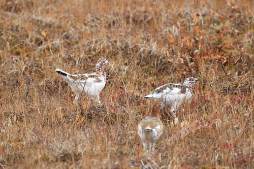 Preview: Willow Ptarmigan Alaska