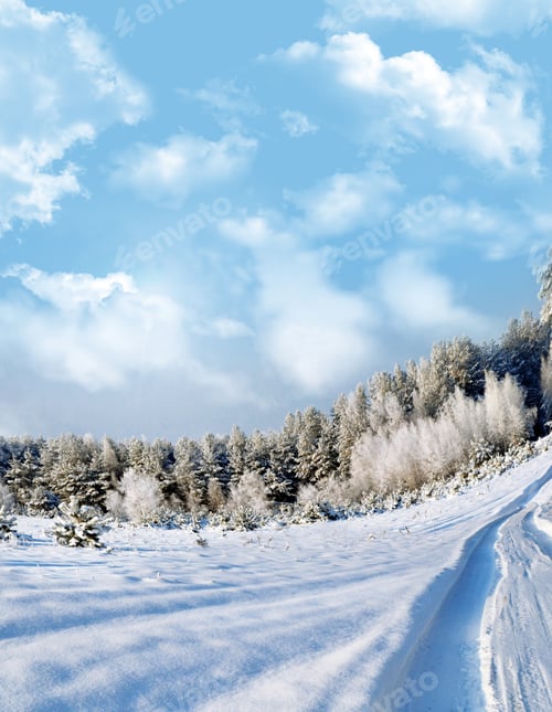 Preview: Winter Forest. Winter Landscape.