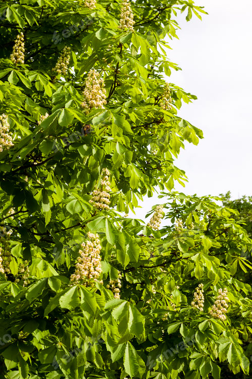 Preview: Flowering Branches Of Chestnut Castanea Sativa Tree, And Bright Blue Sky