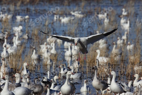 Preview: Snow Geese Bosque Del Apache, New Mexico Usa