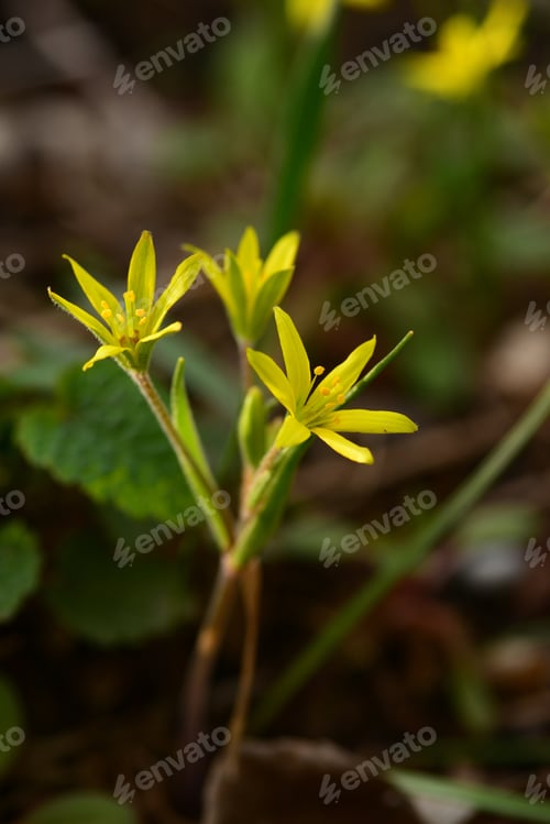 Preview: Yellow Star-Of-Bethlehem (Gagea Lutea)