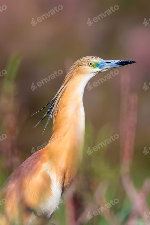 Preview: Heron. Nature Background. Bird: Squacco Heron. Ardeola Ralloides