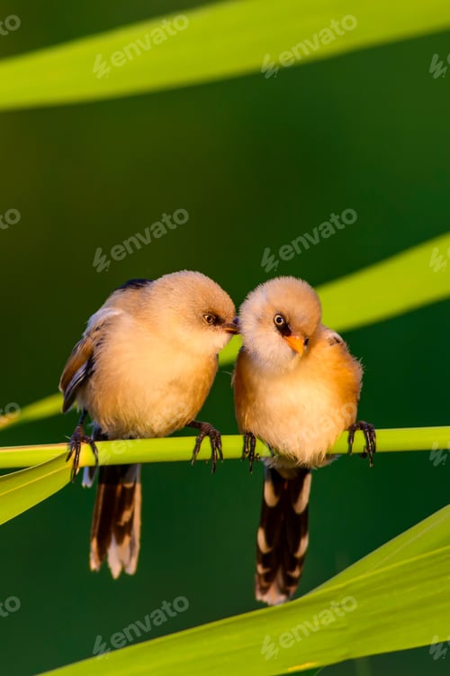 Preview: Cute Birds. Natural Background..