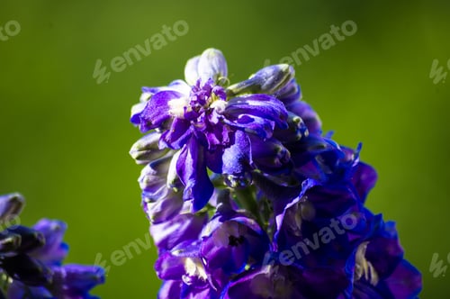 Preview: A Bouquet Of Bright Spring Flowers Of Various Types
