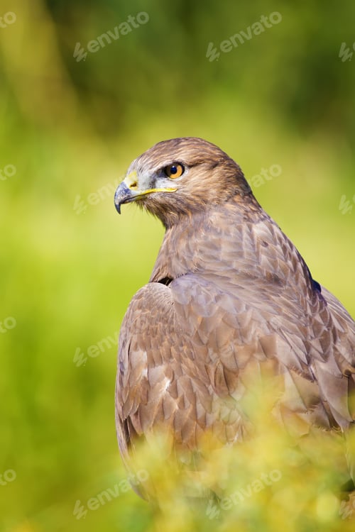Preview: Hawk Portrait. Green Nature Background Long Legged Buzzard / Buteo Rufinus