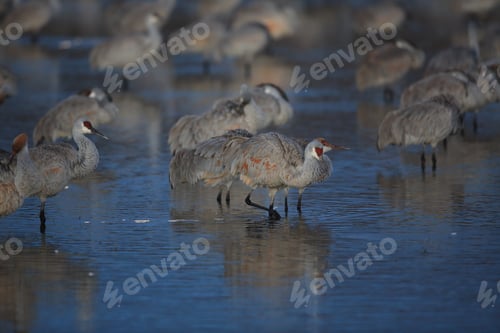 Preview: Sandhill Crane Bosque Del Apache Wildlife Reserve New Mexico Usa
