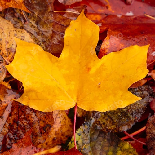 Preview: Autumn Beautiful Colored Maple Leaf Close Up