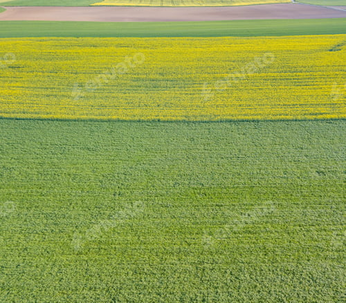 Preview: Aerial View Of Rapeseed Field Pattern With Grass Field Inbetween