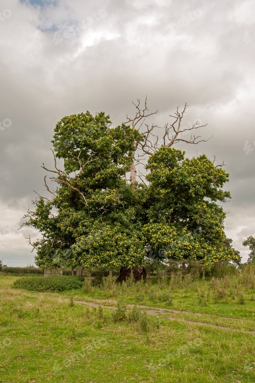 Preview: Old Sweet Chestnut Tree In An Autumn Meadow.