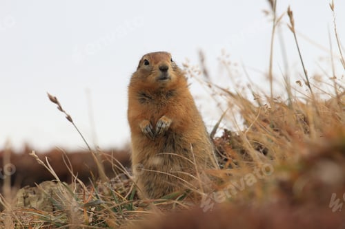 Preview: Arctic Ground Squirrel Alaska