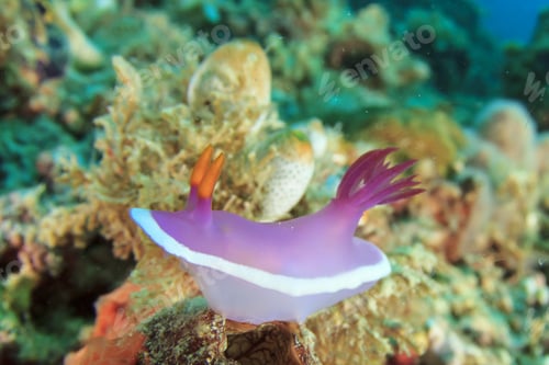 Preview: Nudibranch Sea Slug - Hypselodoris Apolegma