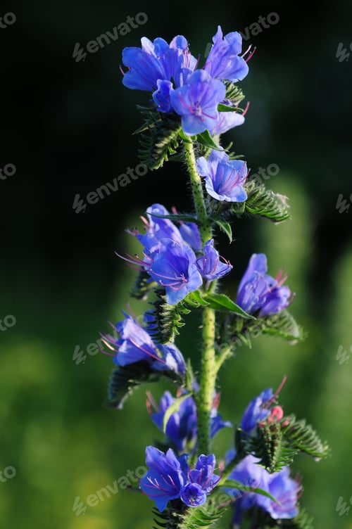 Preview: Viper'S Bugloss (Echium Vulgare)