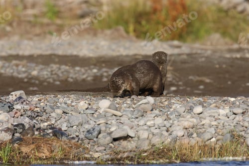 Preview: River Otter (Lutra Lutra) Lamar River, Yellowstone National Park Usa