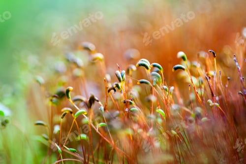 Preview: Abstract, Colorful Composition With Moss Flowers In Spring