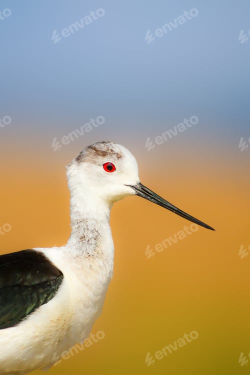 Preview: Cute Bird Portrait. Colorful Nature Background. Common Water Bird.