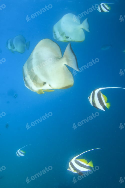 Preview: Spadefish (Batfish) And Bannerfish In Ocean