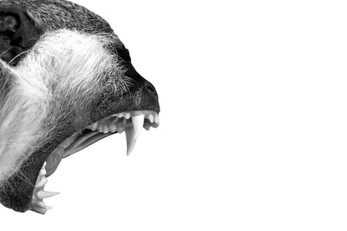 Preview: Shouting Monkey. Isolated Bird. White Background.