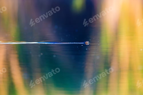Preview: Swimming Snake. Colorful Water Background.