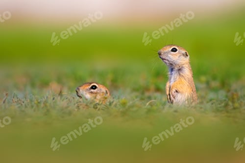 Preview: Cute Funny Animal Ground Squirrel. Green Nature Background.