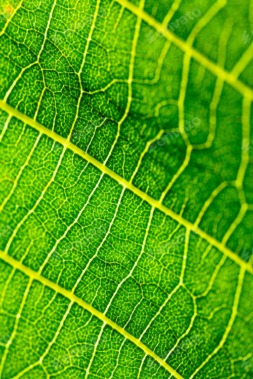 Preview: Green, Abstract Composition With Leaf Texture