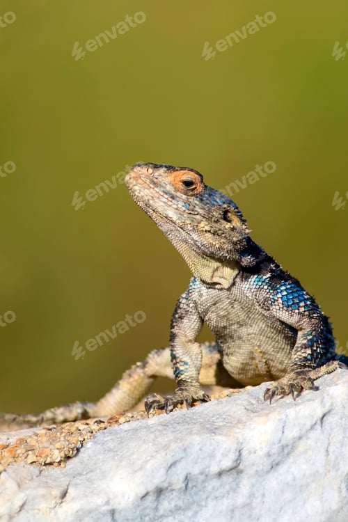 Preview: Chameleon. Green Nature Habitat Background.