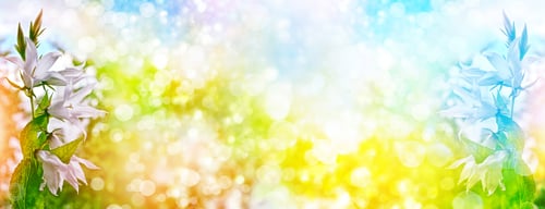 Preview: Colorful Bright Flowers Bells On The Background Of The Summer Landscape.