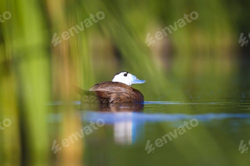 Preview: Swimming Cute Duck. Colorful Nature Background. Bird: White Headed Duck. Oxyura Leucocephala.
