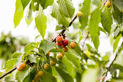 Preview: Cherries In The Cherry Tree