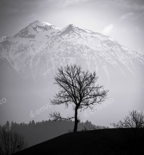 Preview: Trees And Mountains