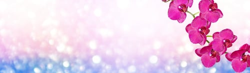 Preview: Colorful Bright Orchid Flowers On A Background Of The Summer Landscape.