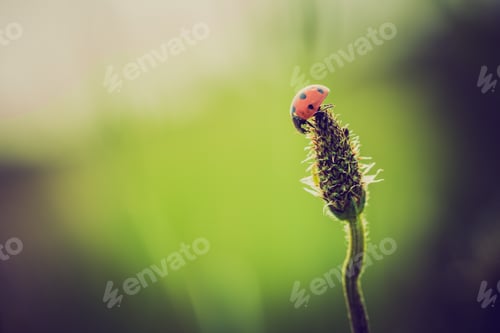 Preview: Vintage Photo Of Ladybug On Grass. Beautiful Close Up Of Red Ladybug In Nature