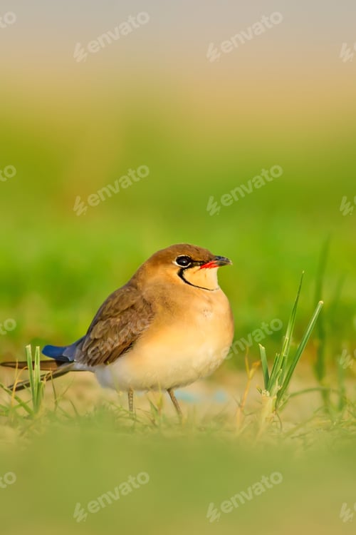 Preview: Cute Bird. Collared Pratincole. Glareola Pratincola