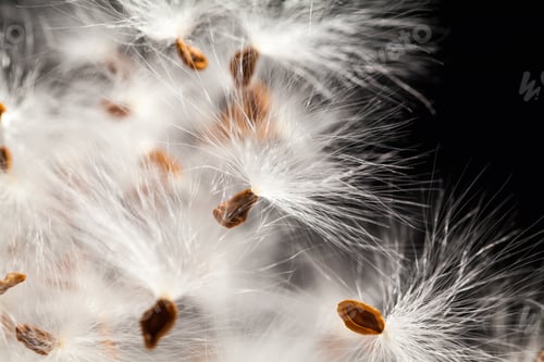Preview: Abstract Composition With Dried Plants Seeds. Looks Like Dandelion Seeds