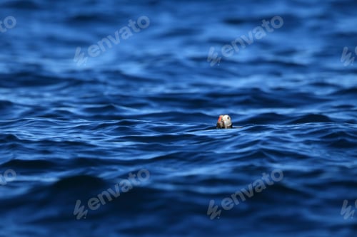 Preview: Atlantic Puffin Or Common Puffin, Fratercula Arctica, Norway