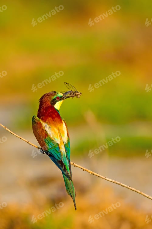 Preview: Colorful Bird. Nature Background. European Bee Eater. Merops Apiaster.